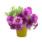 Petunia