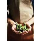 VINGA Asado Küchenschürze